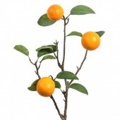 Orange Stem with Three Fruits 